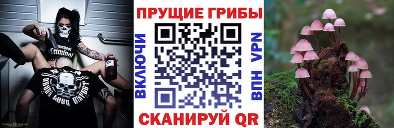 Галлюциногенные грибы Cubensis  Кизилюрт 